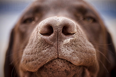 Spain, Costa Blanca, Chocolate labrador's nose