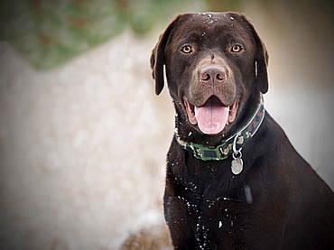 UK, Suffolk, Thetford Forest, Portrait of chocolate labrador