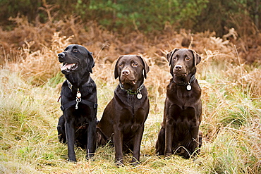 UK, Suffolk, Thetford Forest, Portrait of three chocolate labradors