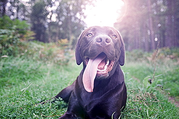 UK, Suffolk, Thetford Forest, Dog panting on grass