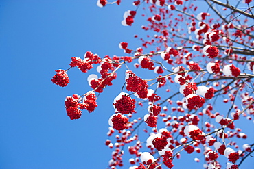 USA, Montana, Rowan berries covered by snow