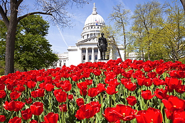 USA, Wisconsin, Madison, State Capitol Building, red tulips in foreground