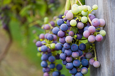 USA, Vermont, Woodstock, Bunch of unripe grapes