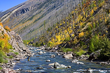 USA, Montana, Woman fly fishing in North Fork of Blackfoot River