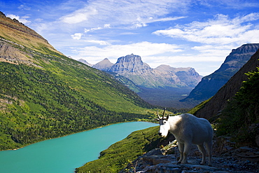 USA, Montana, Glacier National Park, Mountain goat, high angle view