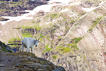 USA, Montana, Glacier National Park, Mountain goat looking at camera