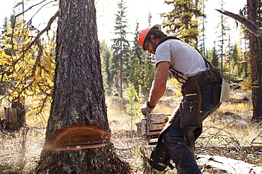 USA, Montana, Lakeside, lumberjack felling tree