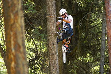 USA, Montana, Lakeside, lumberjack clambering tree