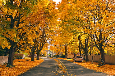 USA, Oregon, Salem, treelined autumn lane