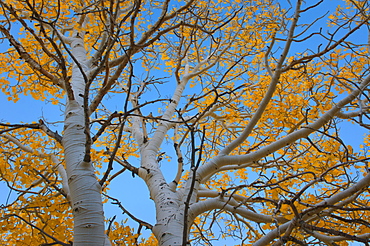 USA, California, Mono County, Aspen tree against clear sky