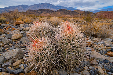 USA, California, Cactus in desert 