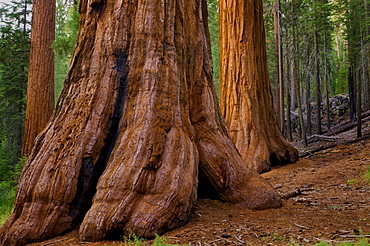 USA, California, Giant Sequoia tree