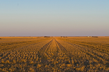 USA, Kansas, field