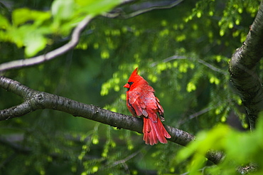 USA, Ohio, Cardinal on branch