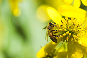 Bee pollinating flower