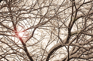 Sun shining through snow covered tree branches