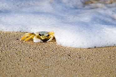 Crab on the beach