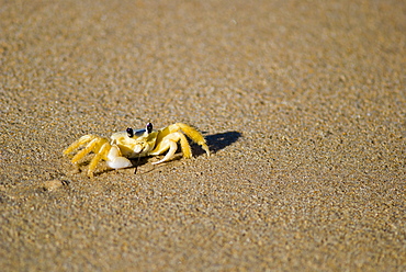 Crab in the sand