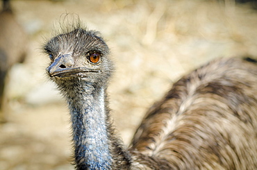 Portrait of emu, Connecticut, USA