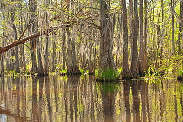 Honey Island Swamp in White Kitchen Nature Preserve