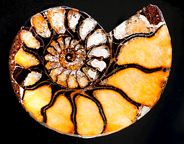 A nautilus shell