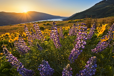 Meadow, The dalles,Columbia Gorge oregon