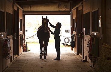 Woman grooming horse