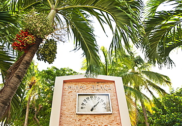 Palm trees and thermometer