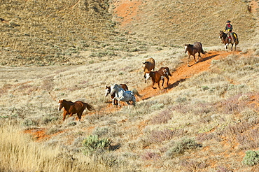 Horseback rider herding wild horses