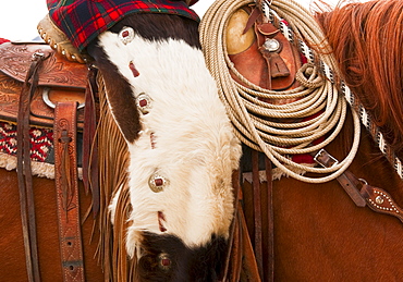 Cowboy on horse