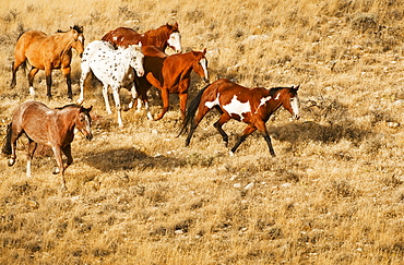 Wild horses