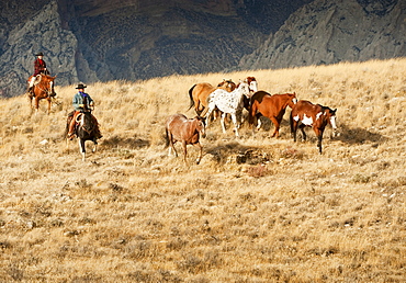 Cowboys herding wild horses