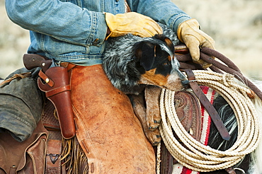 Cowboy and dog on horse