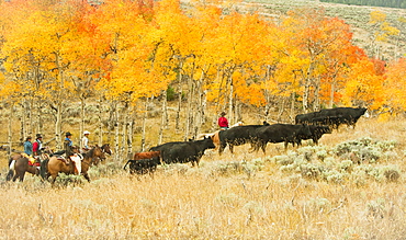 Horseback riders herding cattle