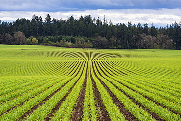 Garlic row, Polk county Oregon