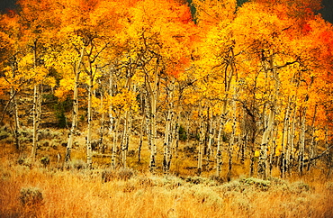 Fall foliage