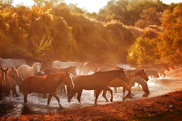 Wild horses