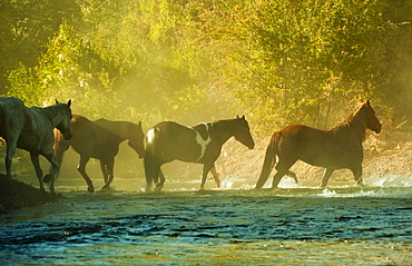 Wild horses