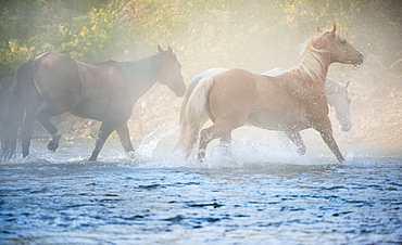 Wild horses running through water