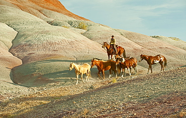 Horseback rider herding wild horses