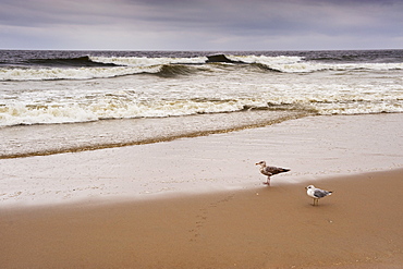 Seagulls on the beach