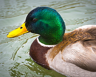 Mallard duck