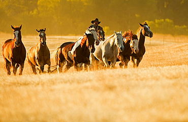 Cowboy herding horses