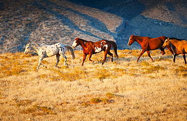 Wild horses