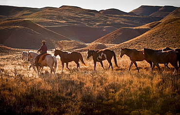 Cowboy herding horses