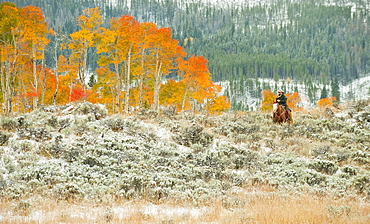 Horseback rider