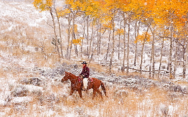 Horseback rider