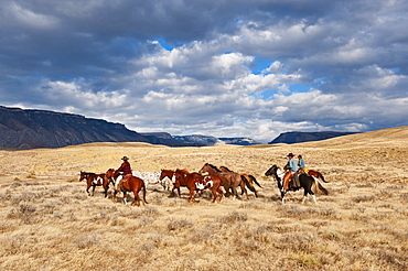 Cowboys herding horses