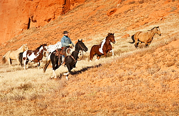 Cowboy herding horses