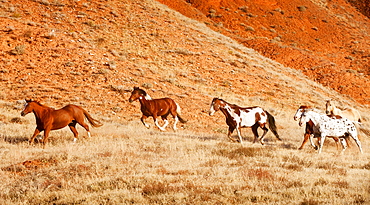 Horses running